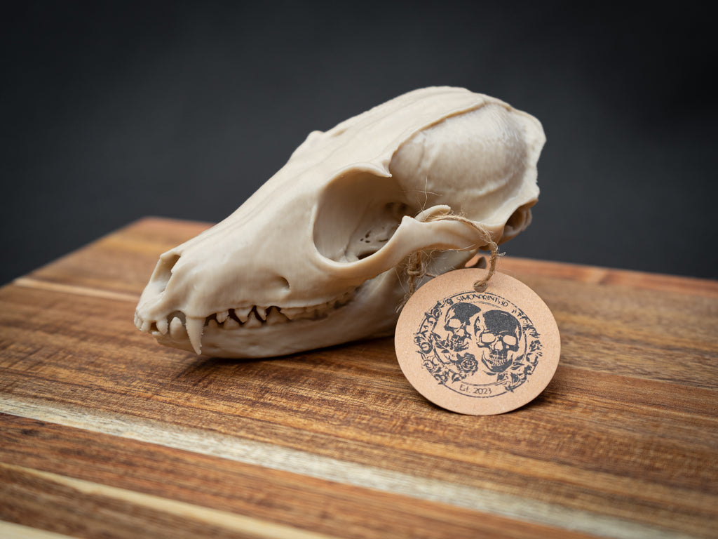 Grey Fox Skull - Life Size 3D Print