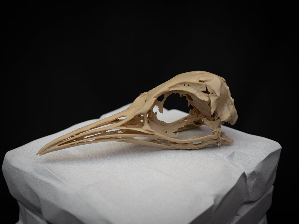 Life Size Emperor Penguin Skull Replica – Realistic 3D Printed Bone Model