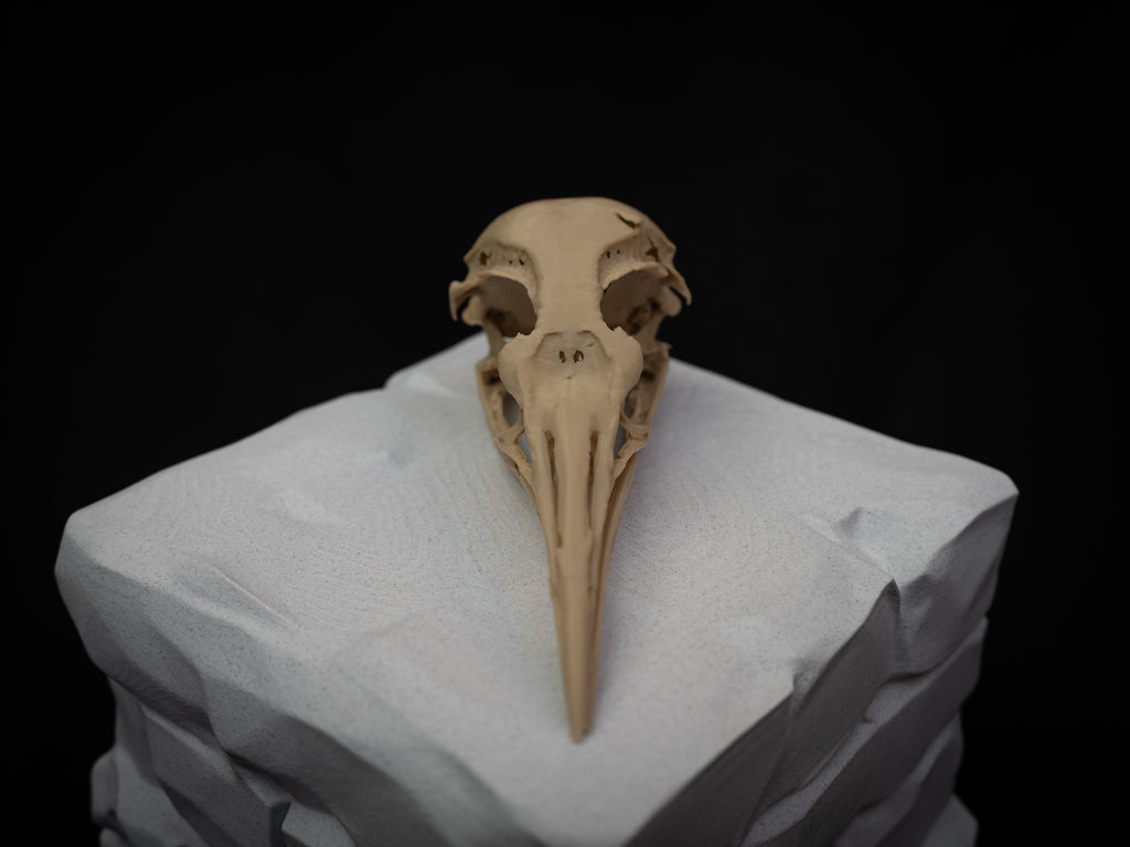 Life Size Emperor Penguin Skull Replica – Realistic 3D Printed Bone Model