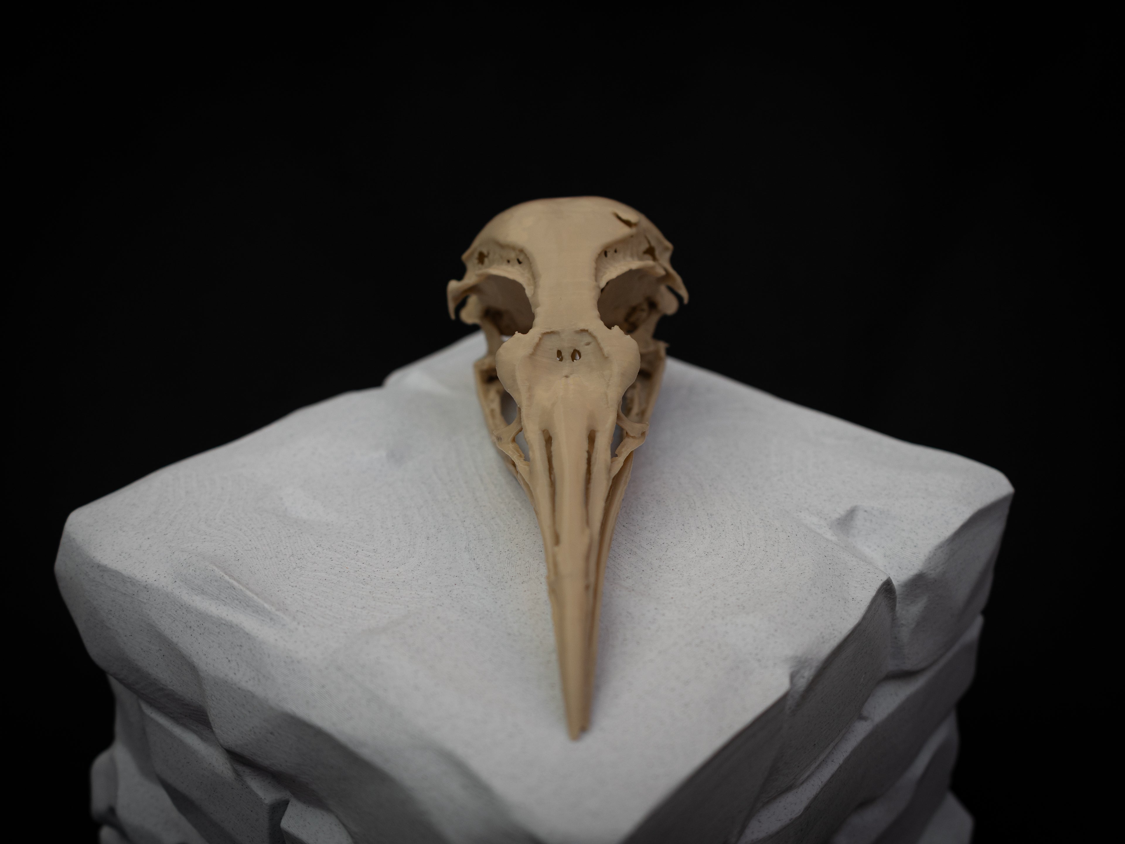Life Size Emperor Penguin Skull Replica – Realistic 3D Printed Bone Model