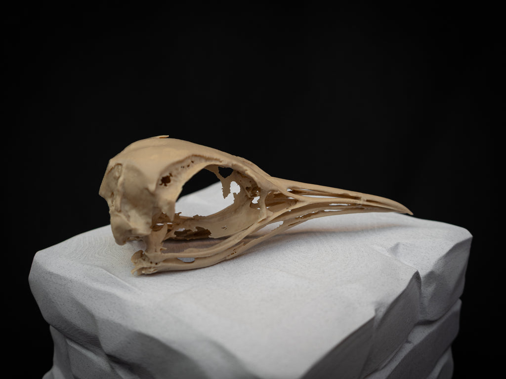 Life Size Emperor Penguin Skull Replica – Realistic 3D Printed Bone Model
