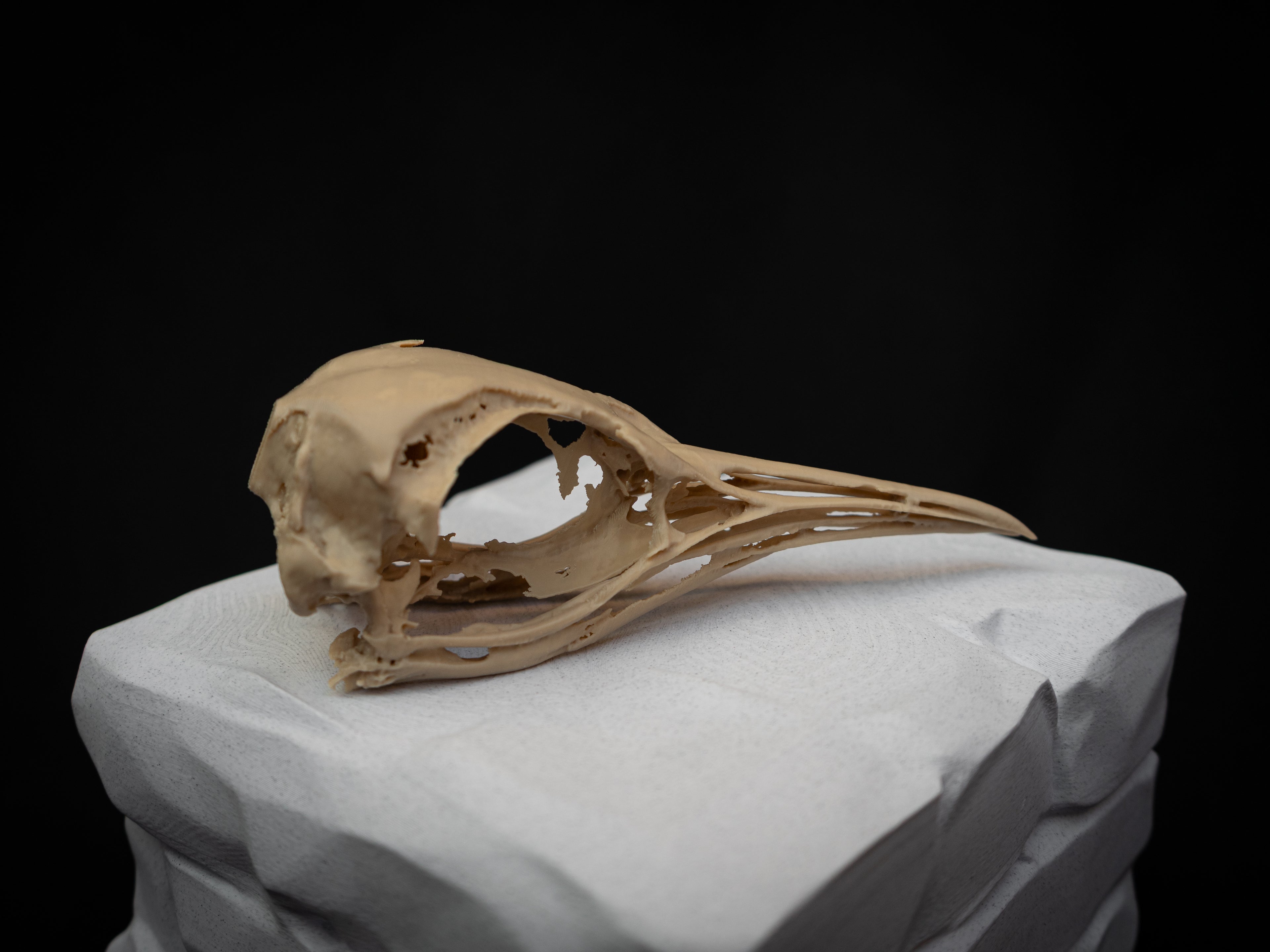 Life Size Emperor Penguin Skull Replica – Realistic 3D Printed Bone Model