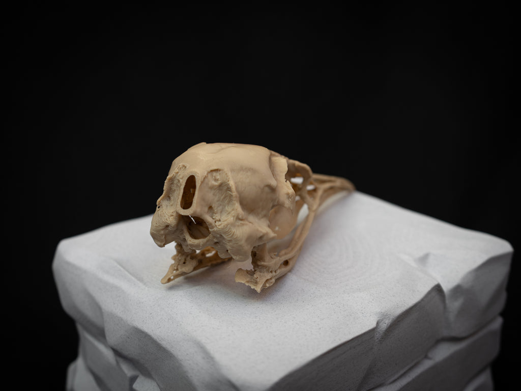 Life Size Emperor Penguin Skull Replica – Realistic 3D Printed Bone Model