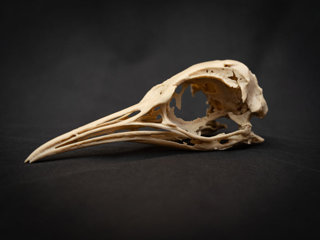 Life Size Emperor Penguin Skull Replica – Realistic 3D Printed Bone Model