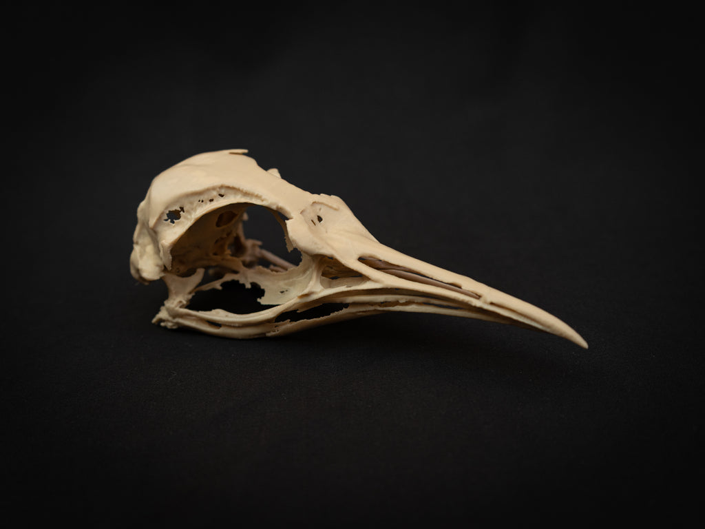 Life Size Emperor Penguin Skull Replica – Realistic 3D Printed Bone Model