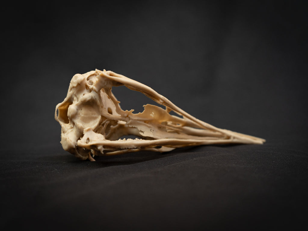 Life Size Emperor Penguin Skull Replica – Realistic 3D Printed Bone Model