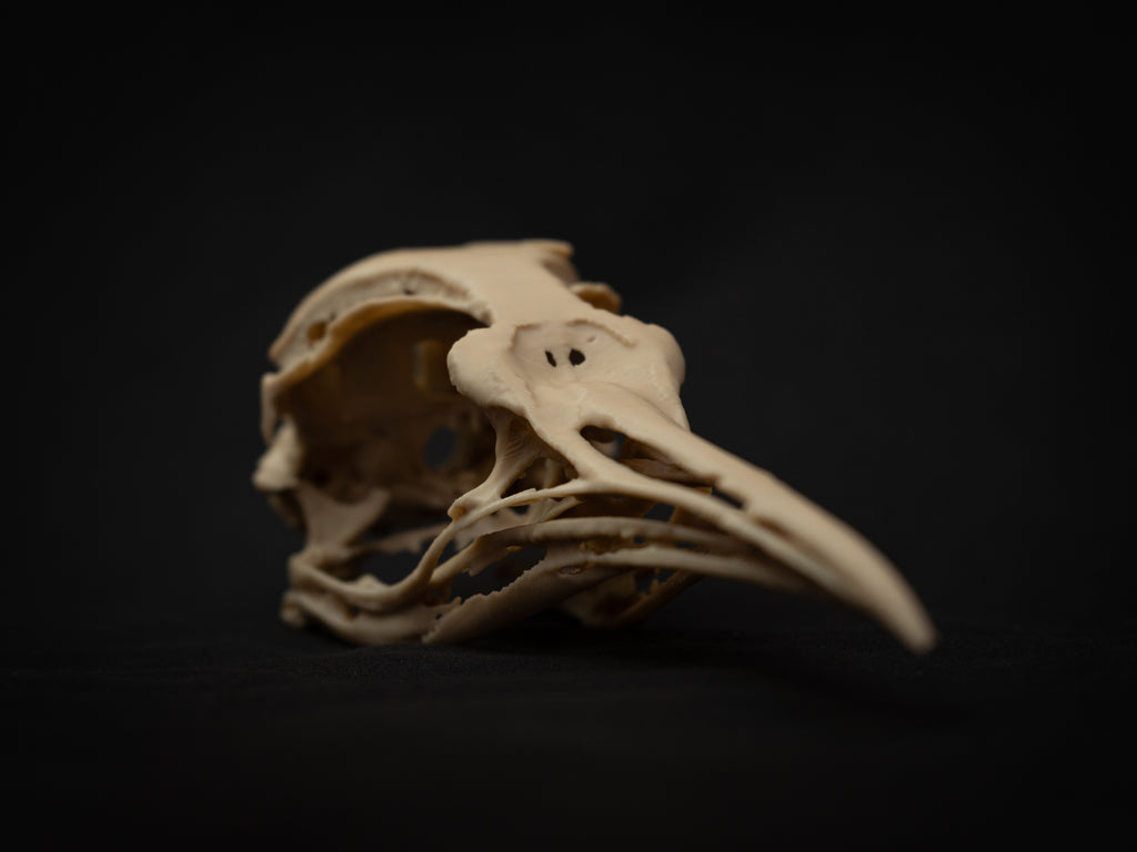 Life Size Emperor Penguin Skull Replica – Realistic 3D Printed Bone Model