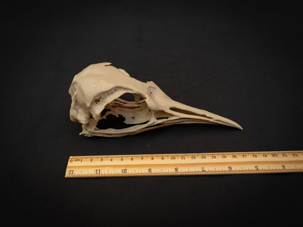 Life Size Emperor Penguin Skull Replica – Realistic 3D Printed Bone Model