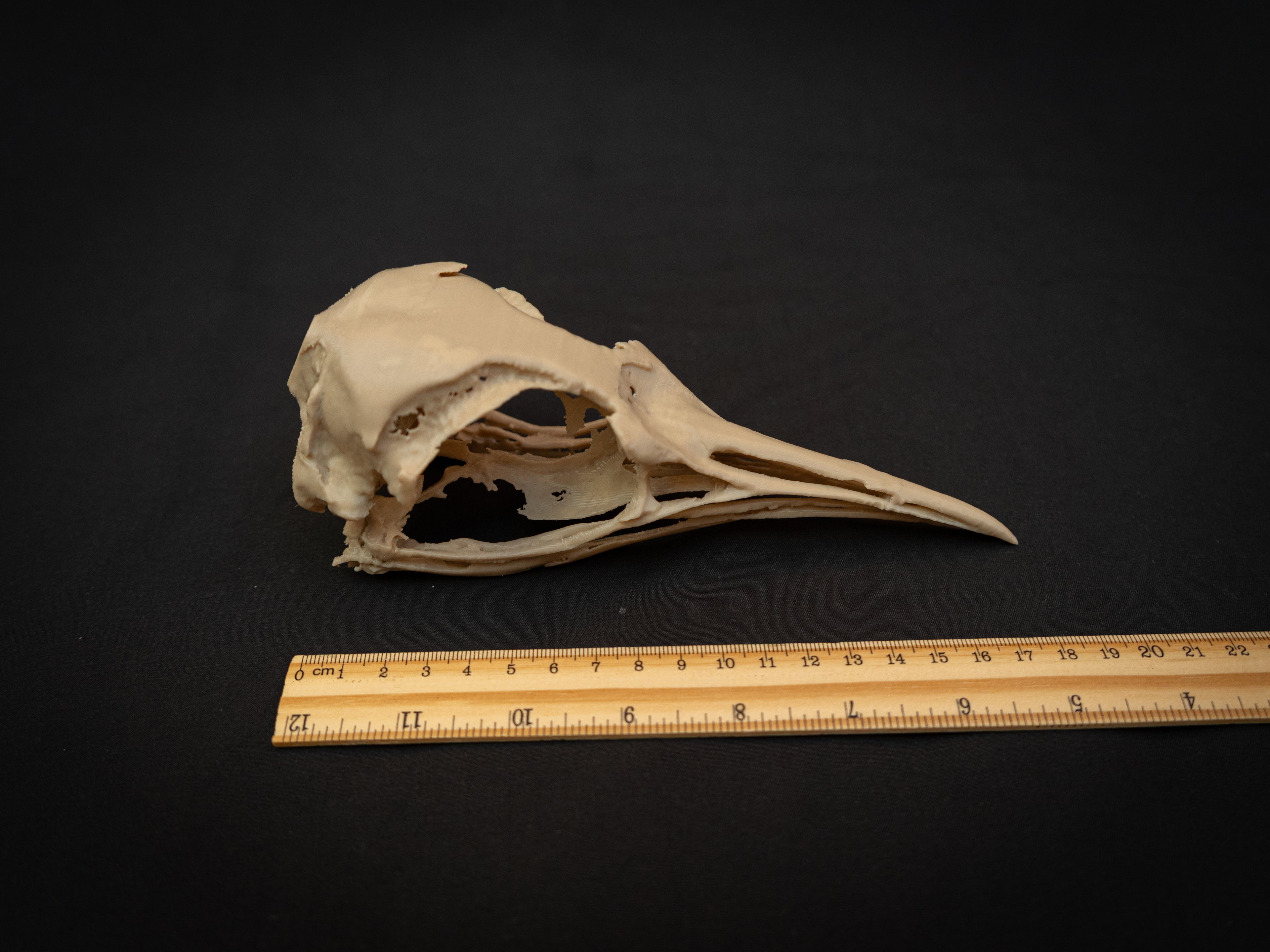 Life Size Emperor Penguin Skull Replica – Realistic 3D Printed Bone Model