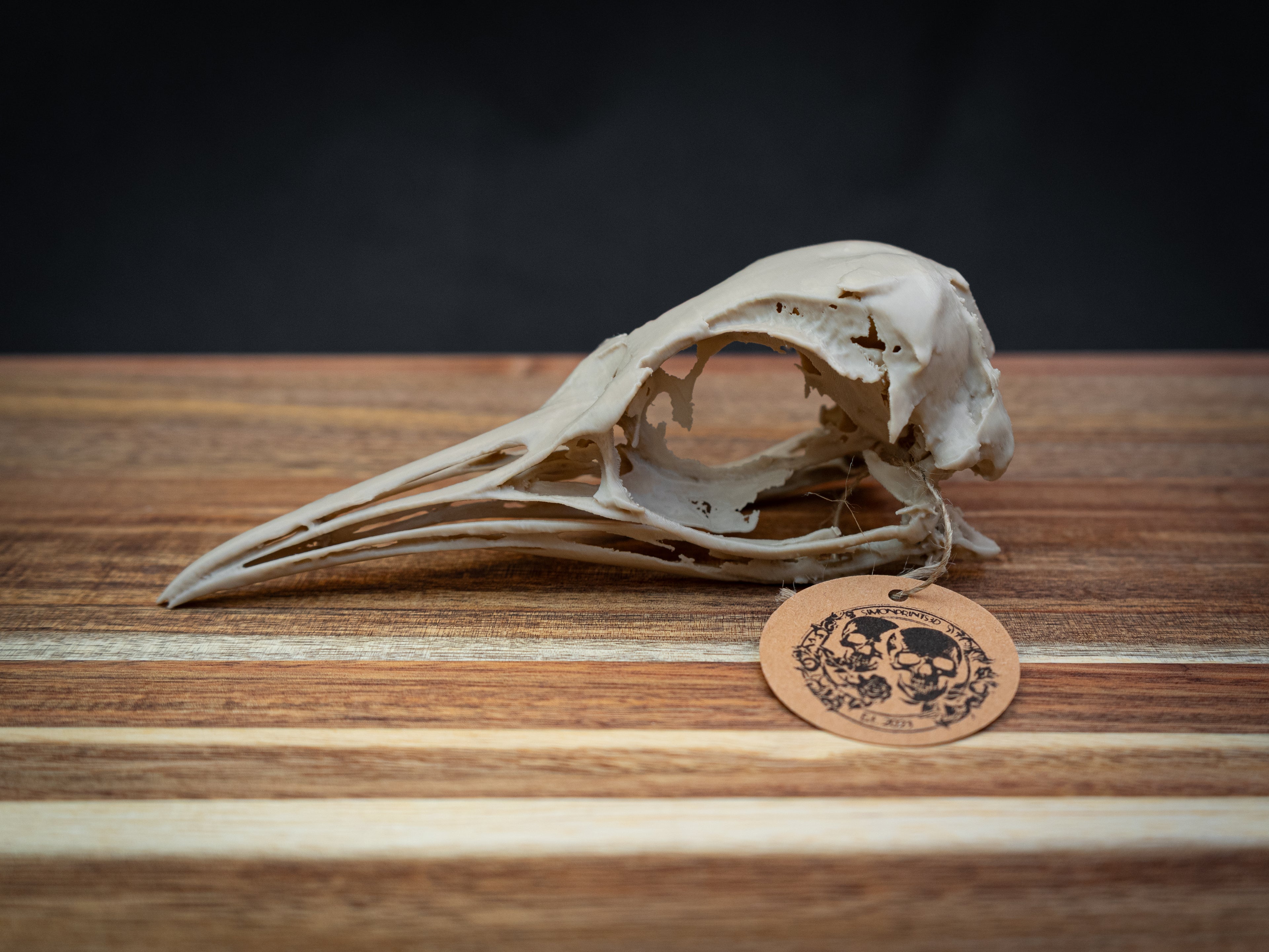 Life Size Emperor Penguin Skull Replica – Realistic 3D Printed Bone Model