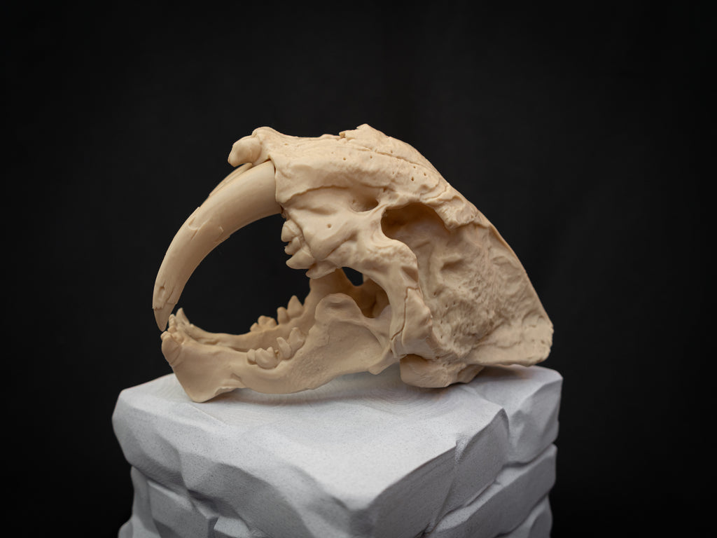 Scaled Down Sabretooth Tiger Skull Replica – Realistic 3D Printed Bone Model