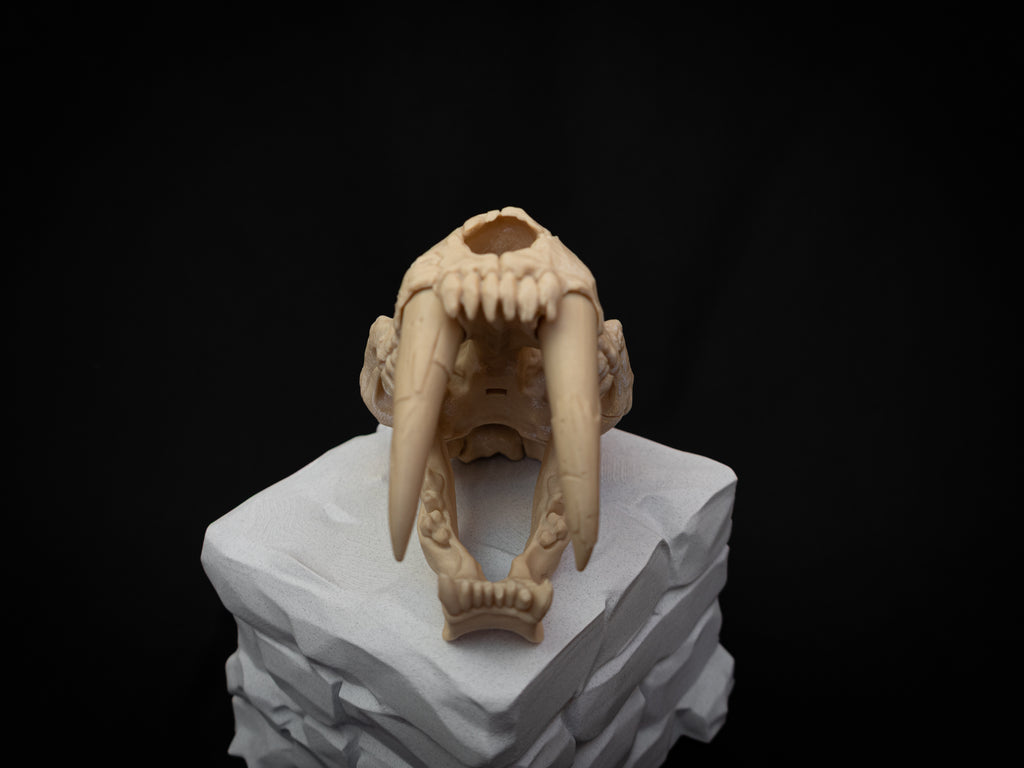 Scaled Down Sabretooth Tiger Skull Replica – Realistic 3D Printed Bone Model