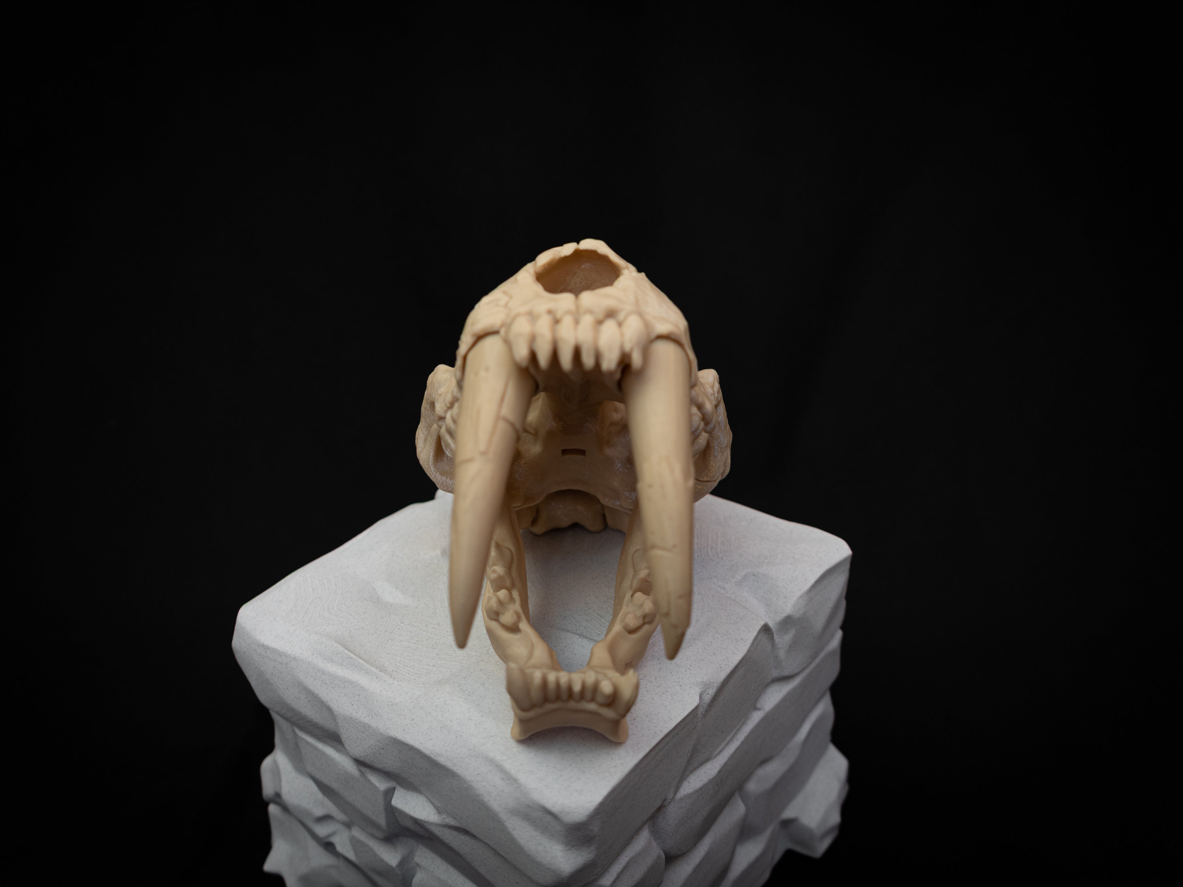 Scaled Down Sabretooth Tiger Skull Replica – Realistic 3D Printed Bone Model