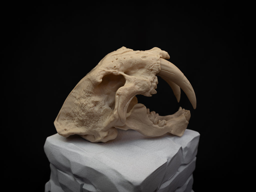 Scaled Down Sabretooth Tiger Skull Replica – Realistic 3D Printed Bone Model