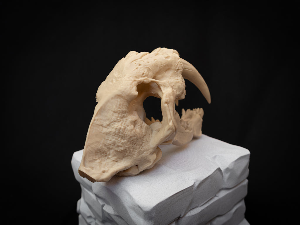 Scaled Down Sabretooth Tiger Skull Replica – Realistic 3D Printed Bone Model