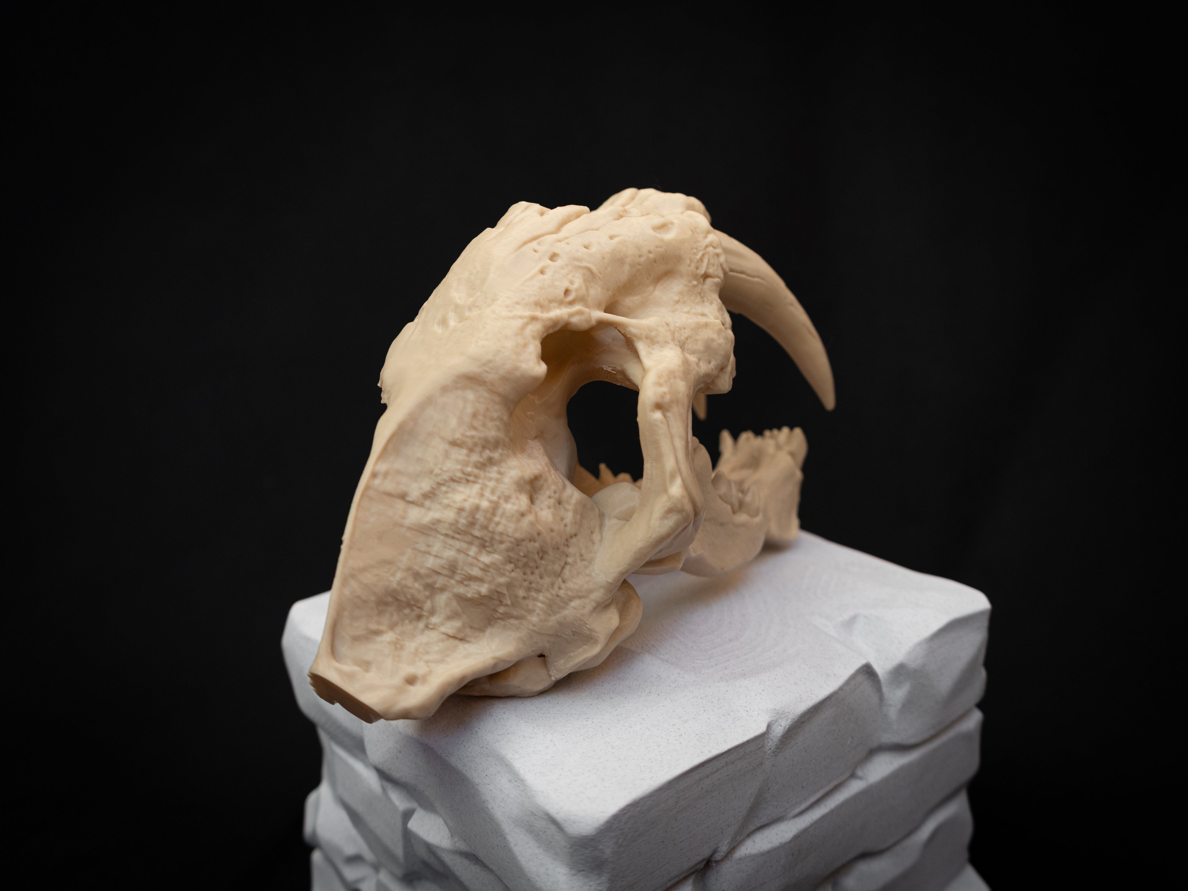 Scaled Down Sabretooth Tiger Skull Replica – Realistic 3D Printed Bone Model