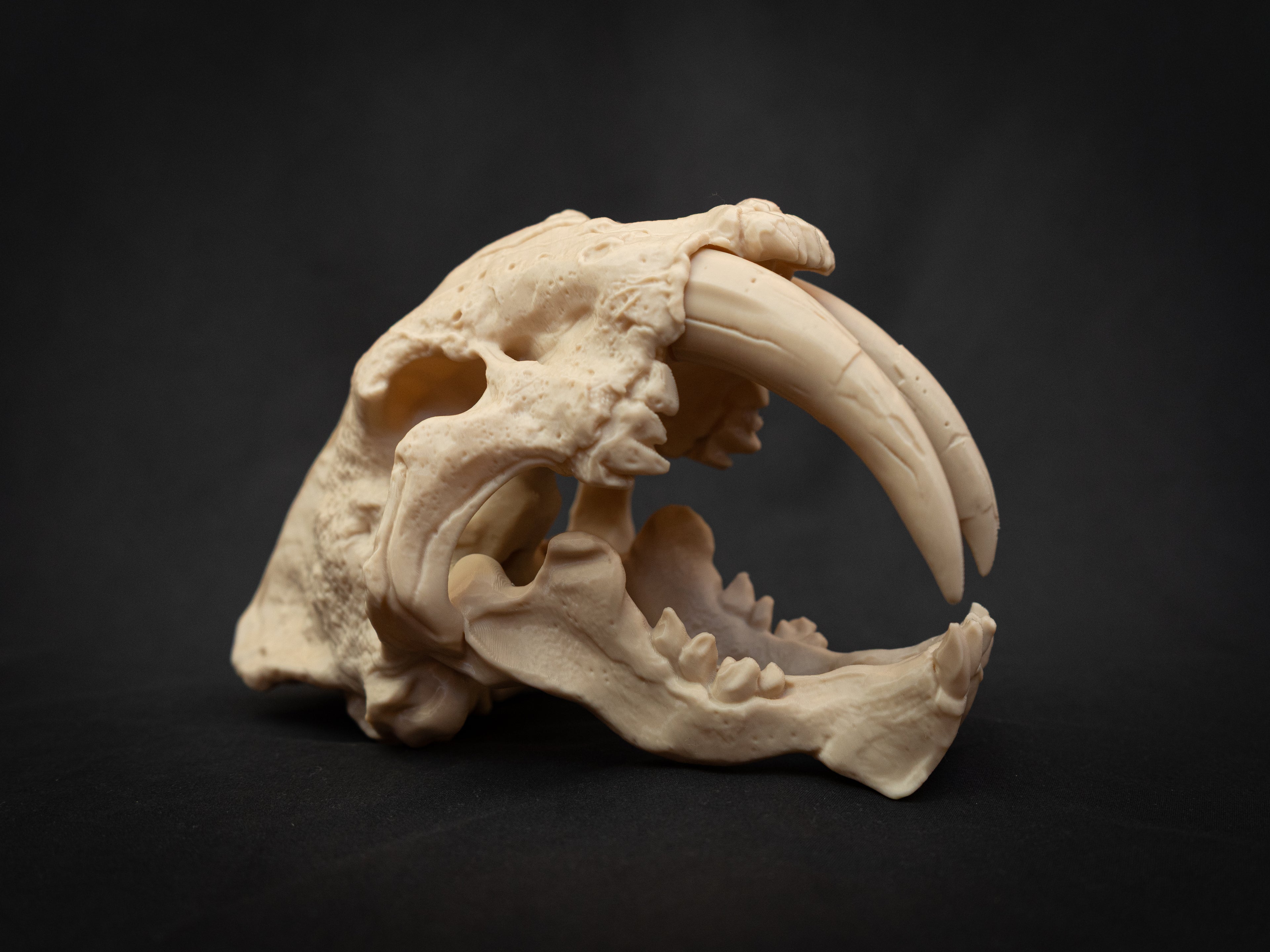 Scaled Down Sabretooth Tiger Skull Replica – Realistic 3D Printed Bone Model