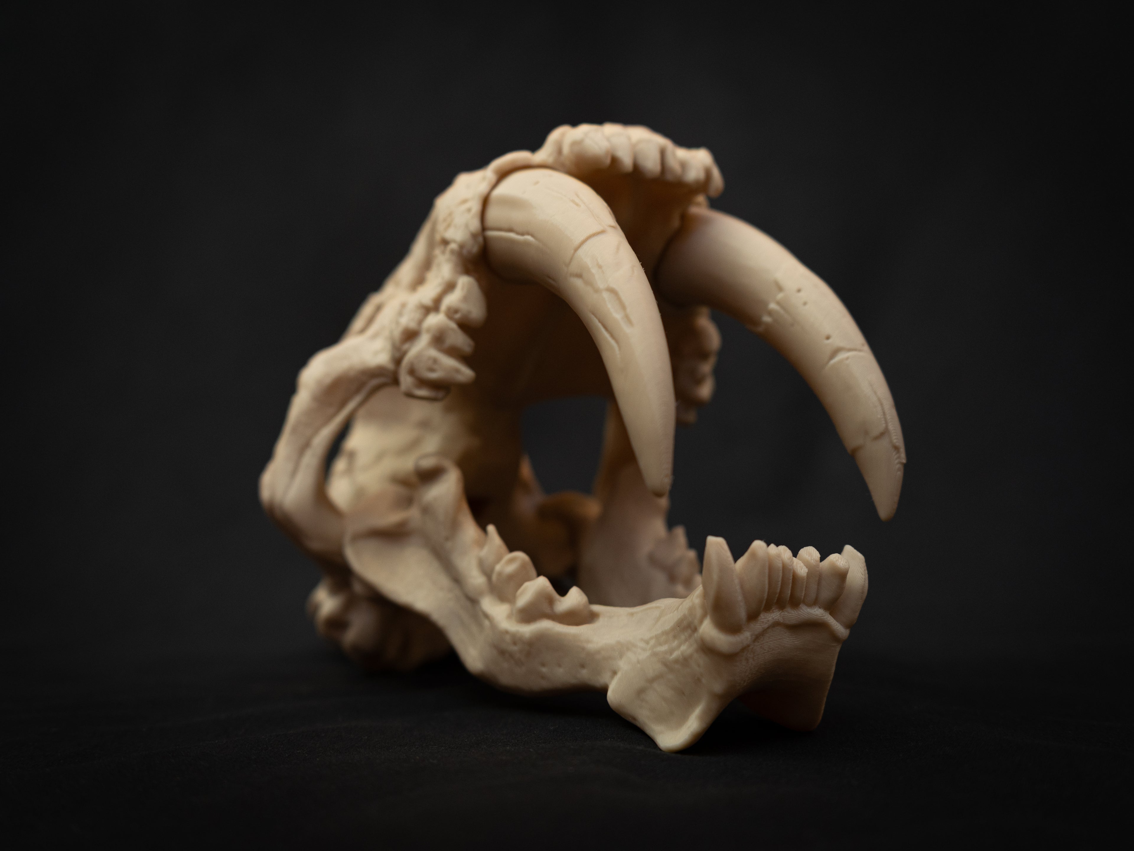 Scaled Down Sabretooth Tiger Skull Replica – Realistic 3D Printed Bone Model