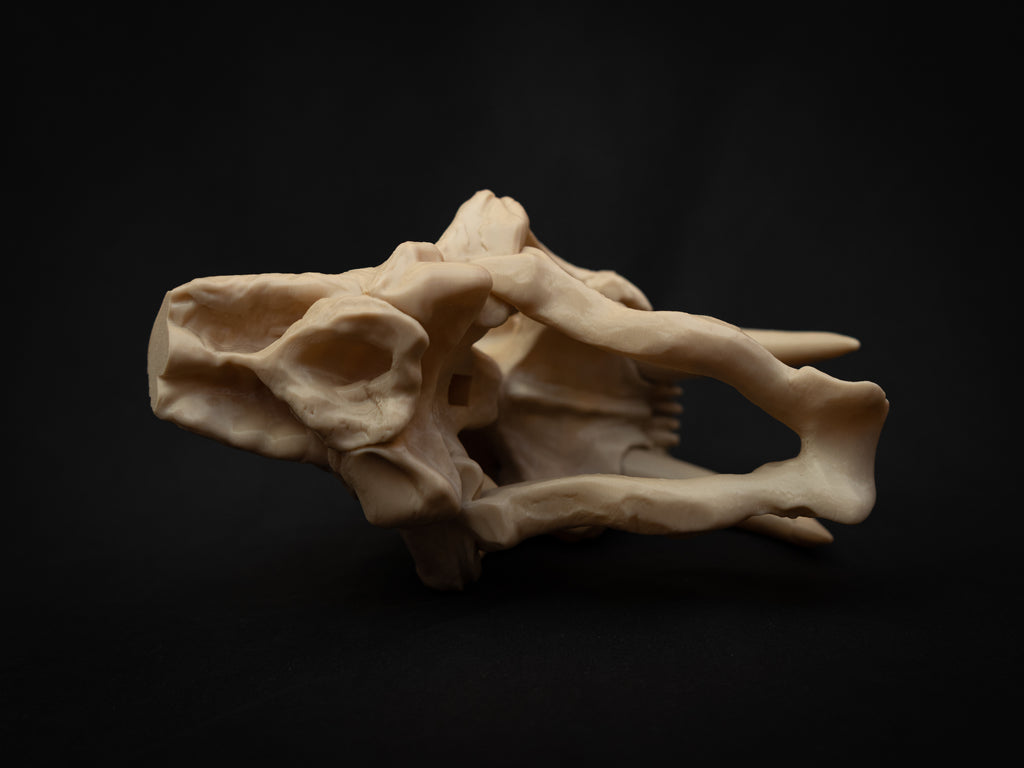 Scaled Down Sabretooth Tiger Skull Replica – Realistic 3D Printed Bone Model