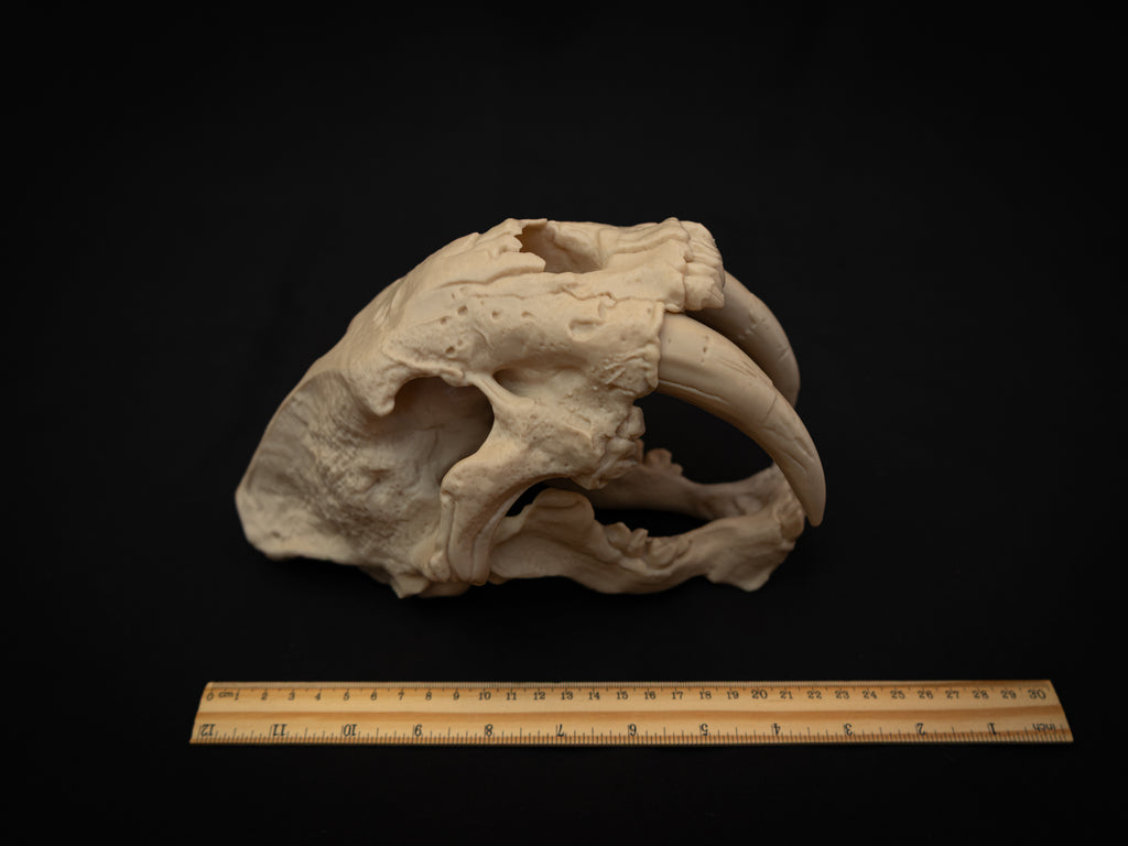 Scaled Down Sabretooth Tiger Skull Replica – Realistic 3D Printed Bone Model