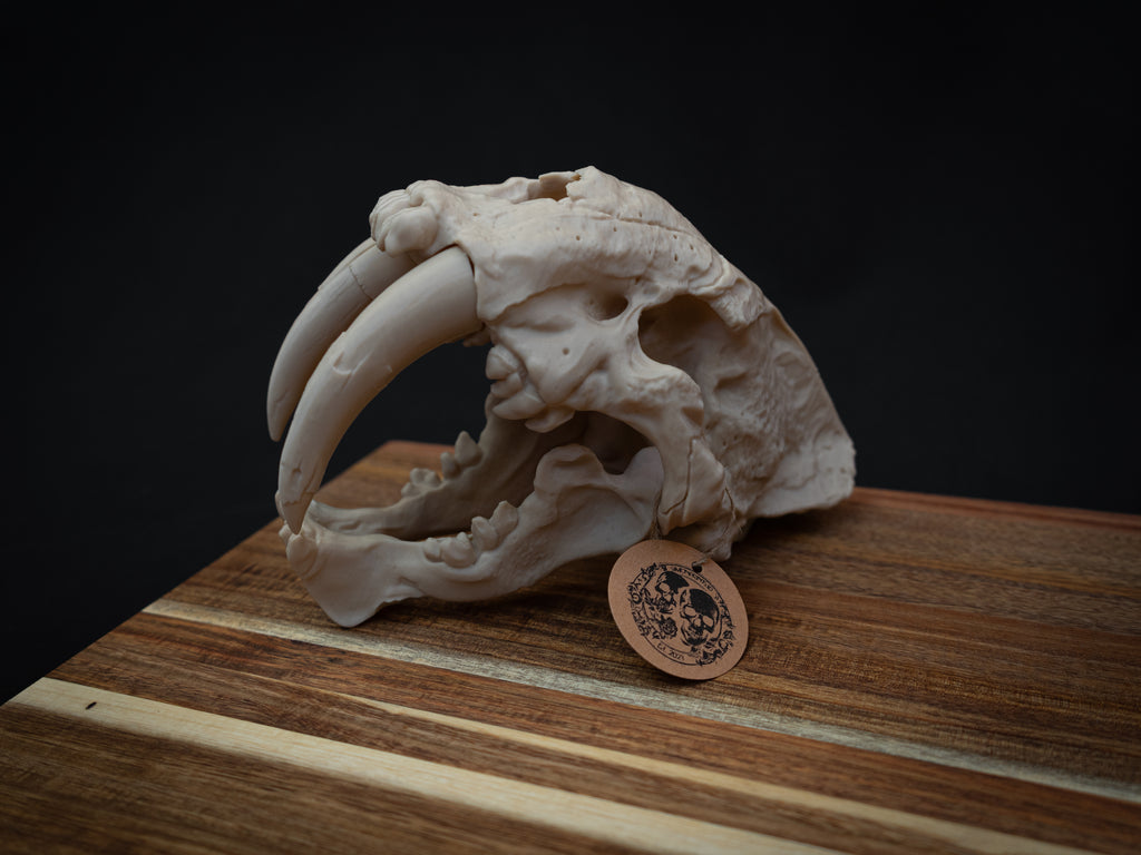 Scaled Down Sabretooth Tiger Skull Replica – Realistic 3D Printed Bone Model