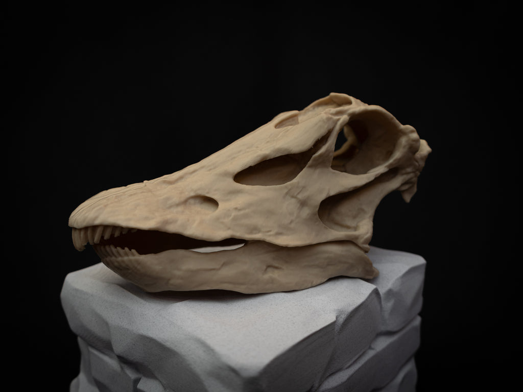 Scaled Down Diplodocus Dinosaur Skull Replica – Realistic 3D Printed Bone Model