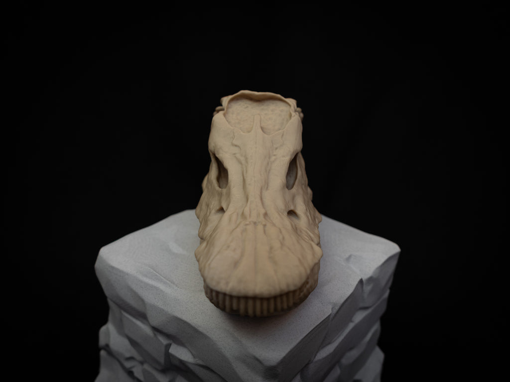 Scaled Down Diplodocus Dinosaur Skull Replica – Realistic 3D Printed Bone Model
