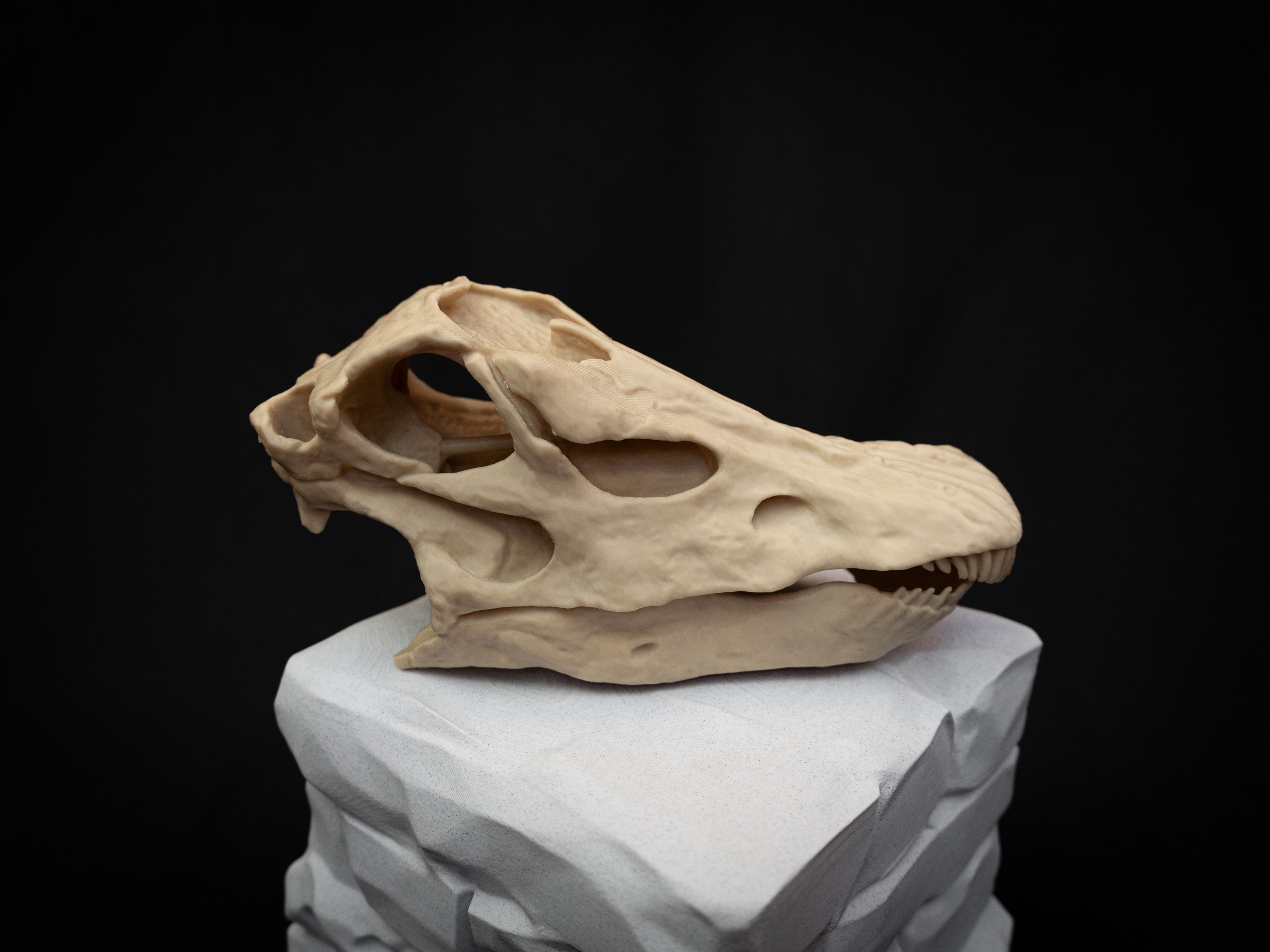 Scaled Down Diplodocus Dinosaur Skull Replica – Realistic 3D Printed Bone Model