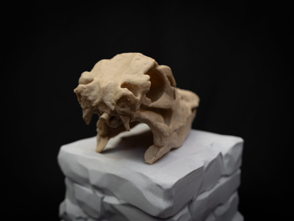 Scaled Down Diplodocus Dinosaur Skull Replica – Realistic 3D Printed Bone Model