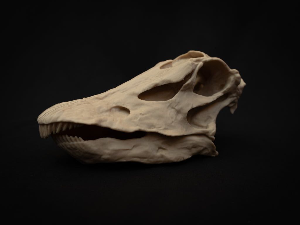 Scaled Down Diplodocus Dinosaur Skull Replica – Realistic 3D Printed Bone Model