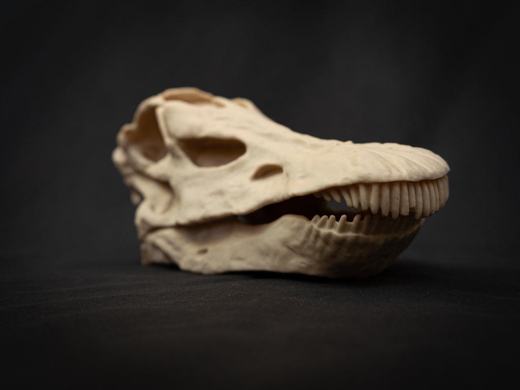 Scaled Down Diplodocus Dinosaur Skull Replica – Realistic 3D Printed Bone Model