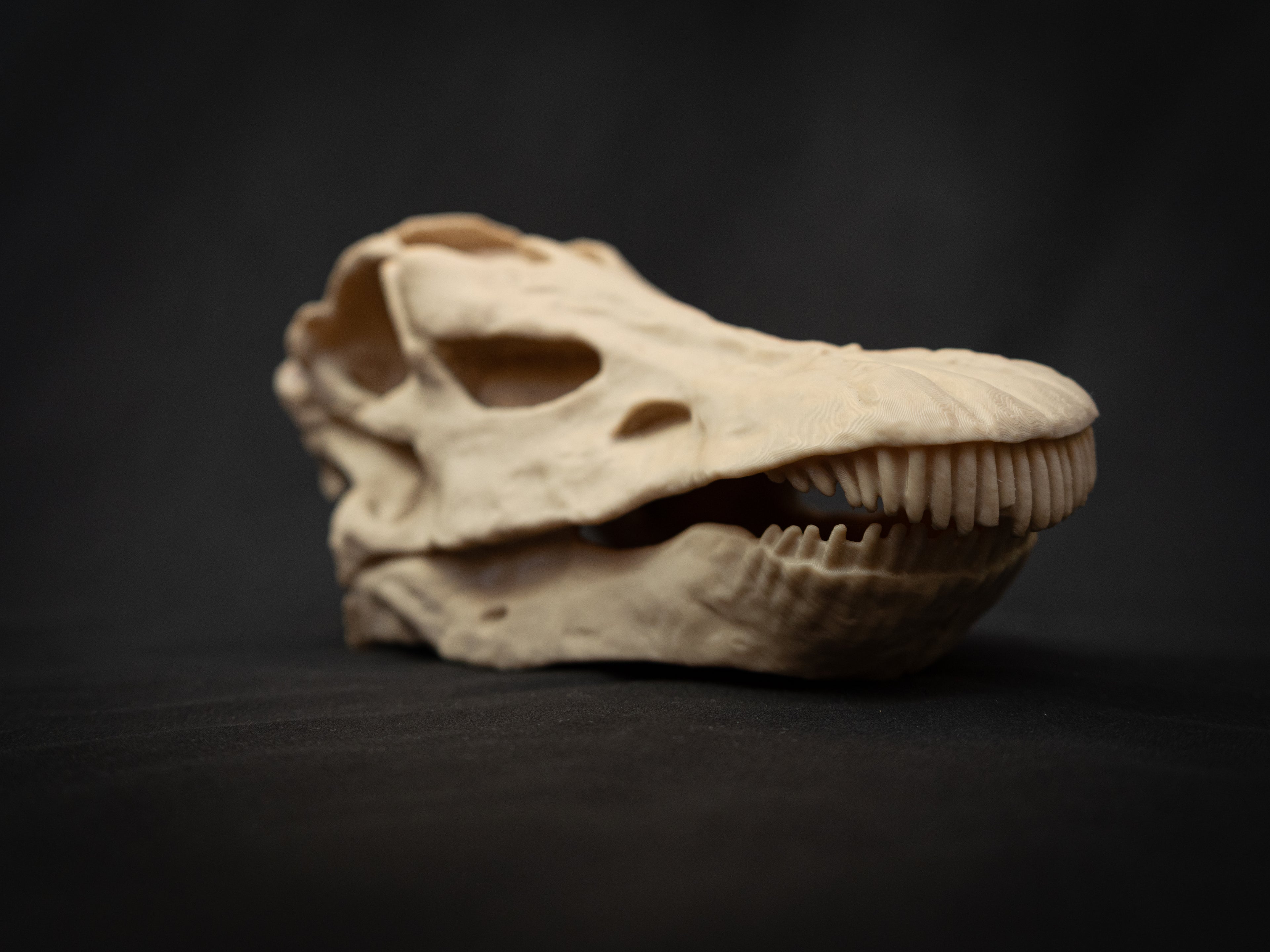 Scaled Down Diplodocus Dinosaur Skull Replica – Realistic 3D Printed Bone Model