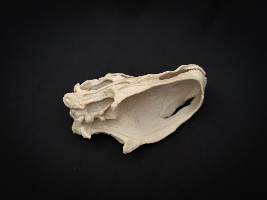 Scaled Down Diplodocus Dinosaur Skull Replica – Realistic 3D Printed Bone Model