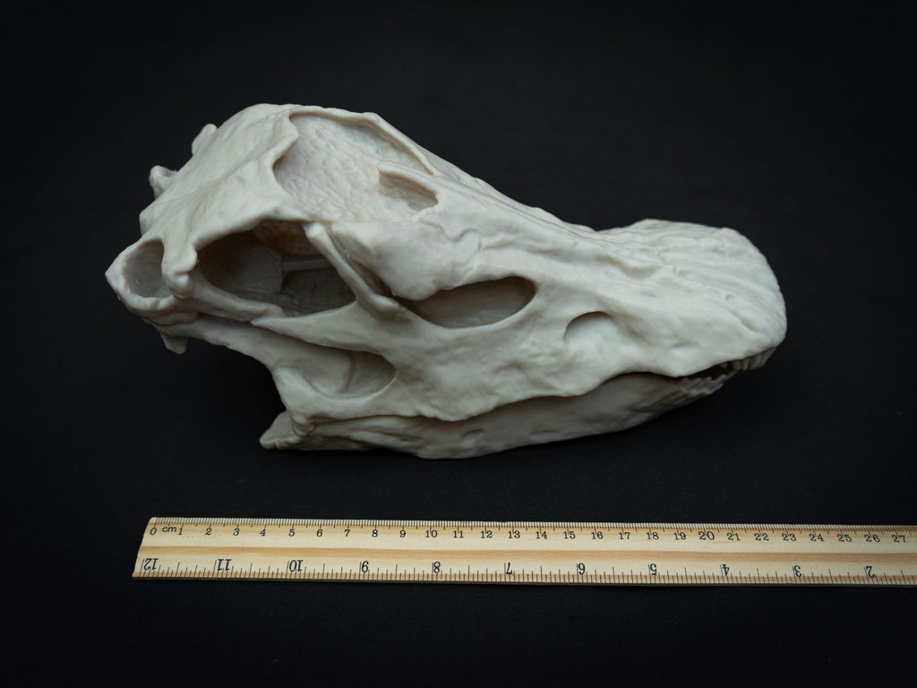 Scaled Down Diplodocus Dinosaur Skull Replica – Realistic 3D Printed Bone Model