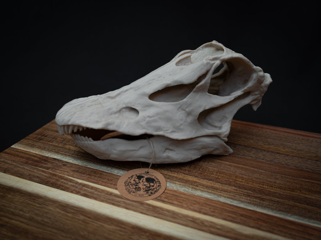 Scaled Down Diplodocus Dinosaur Skull Replica – Realistic 3D Printed Bone Model