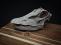 Scaled Down Diplodocus Dinosaur Skull Replica – Realistic 3D Printed Bone Model