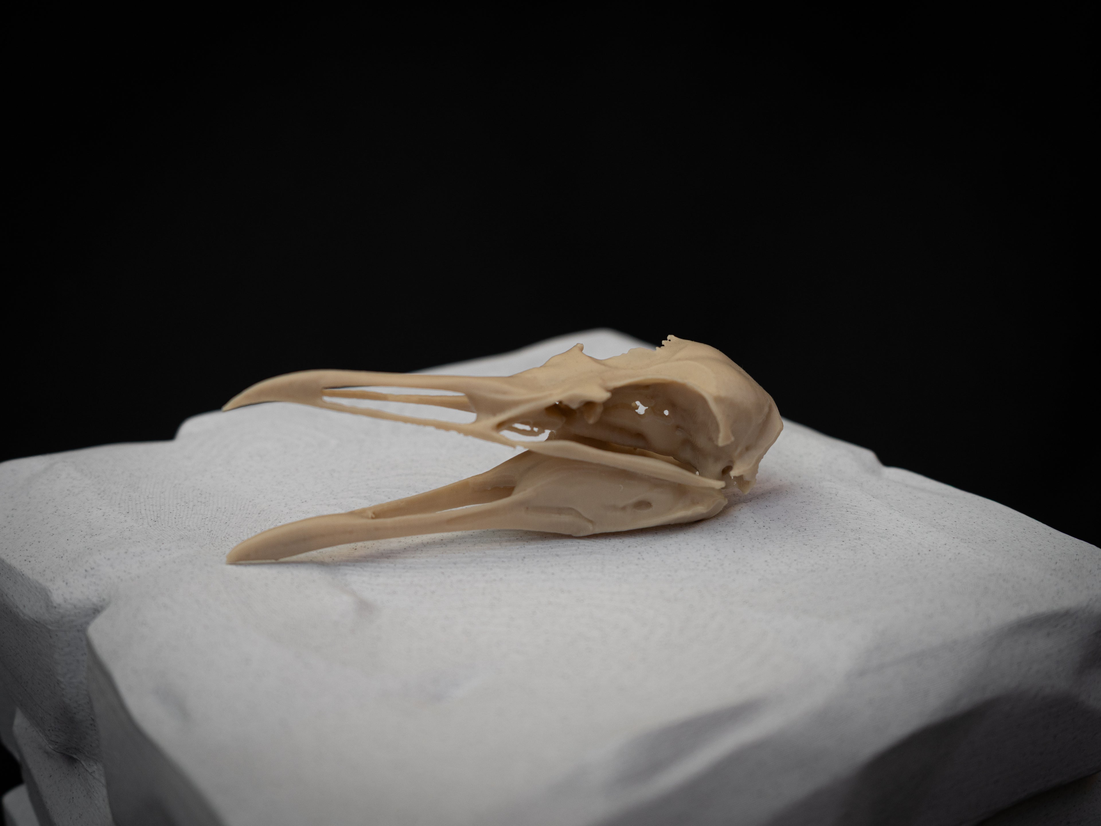 Life-Size Seagull Skull Replica – Realistic 3D Printed Bone Model