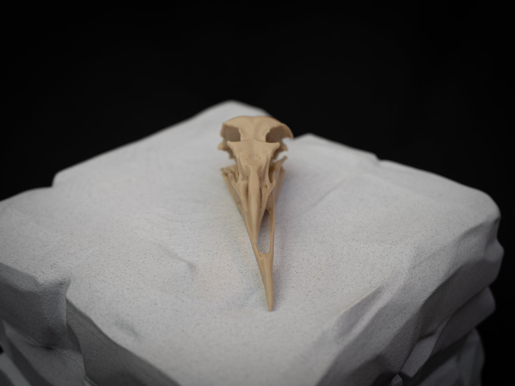 Life-Size Seagull Skull Replica – Realistic 3D Printed Bone Model