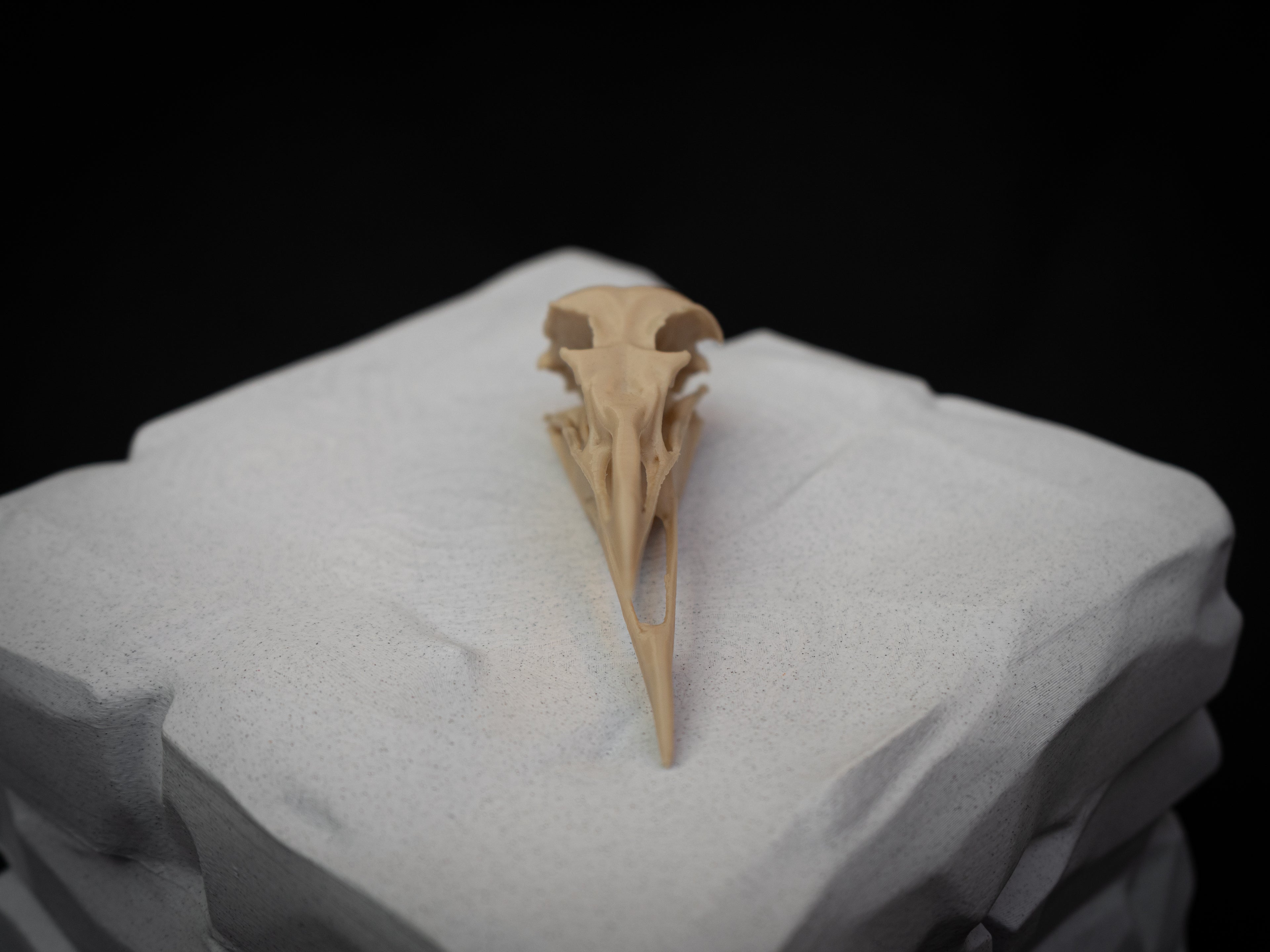 Life-Size Seagull Skull Replica – Realistic 3D Printed Bone Model