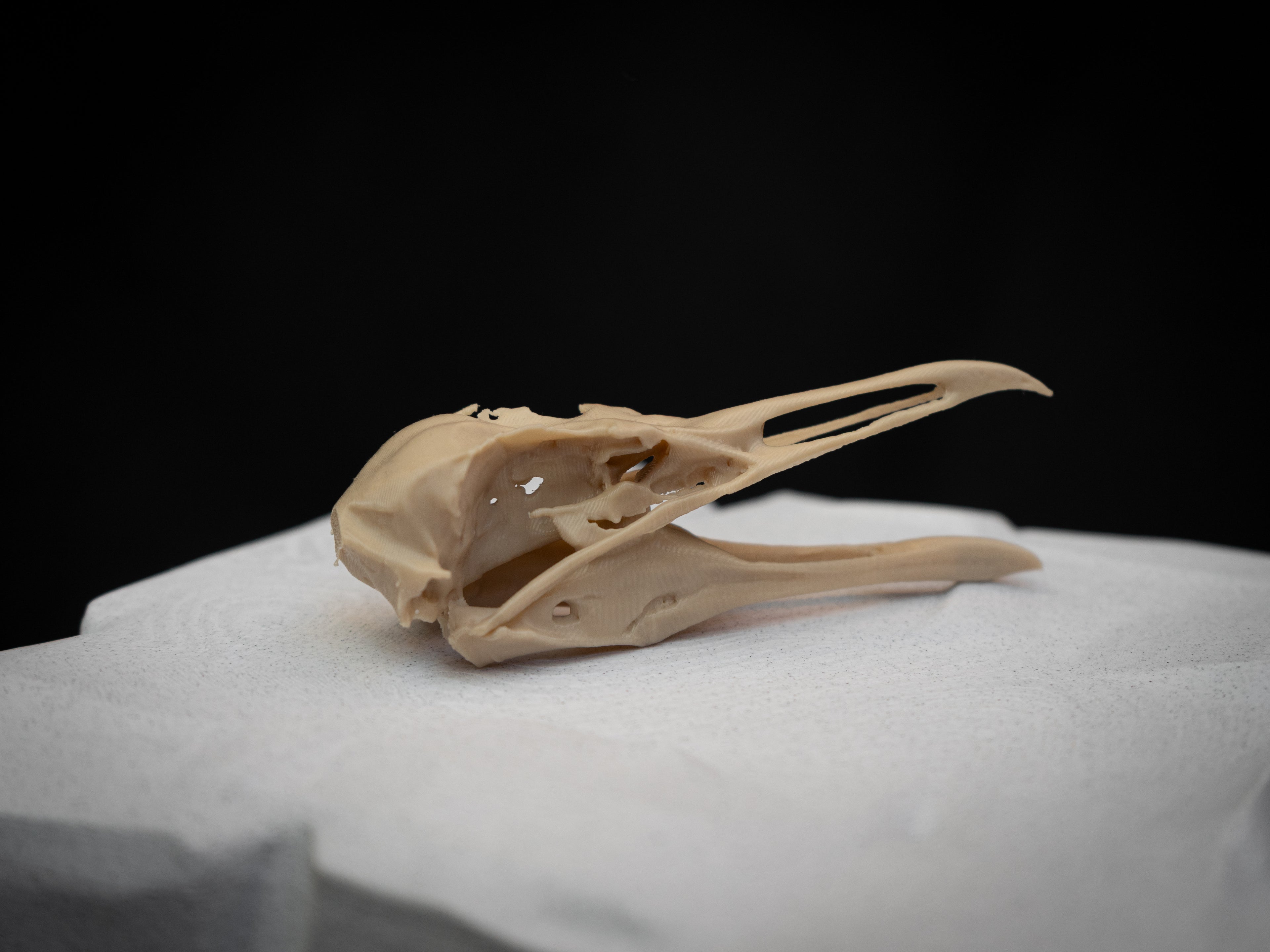 Life-Size Seagull Skull Replica – Realistic 3D Printed Bone Model