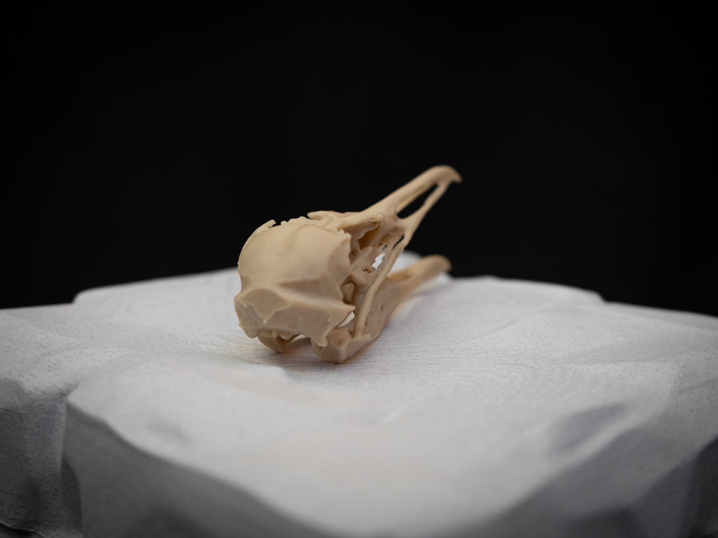 Life-Size Seagull Skull Replica – Realistic 3D Printed Bone Model
