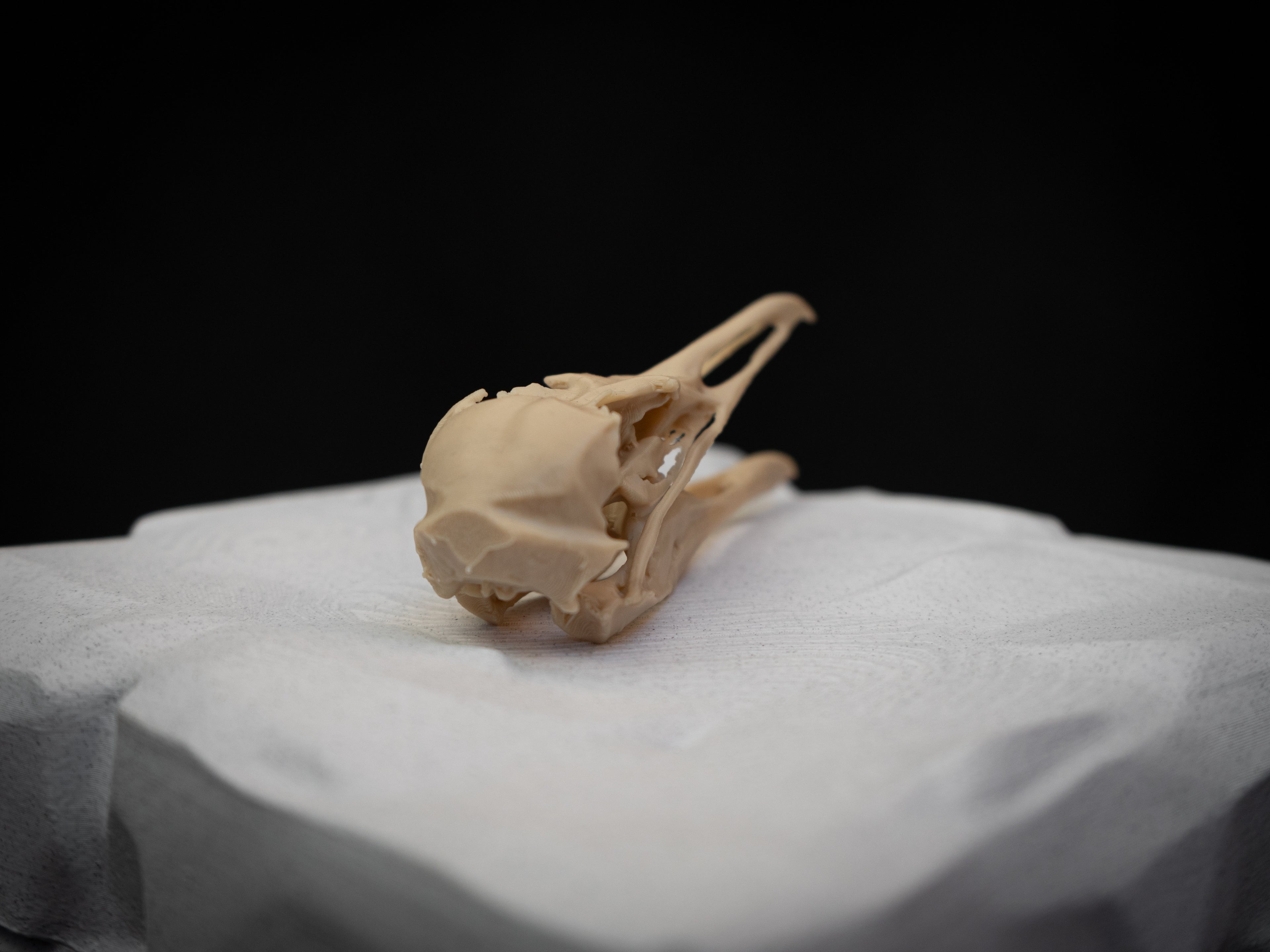 Life-Size Seagull Skull Replica – Realistic 3D Printed Bone Model