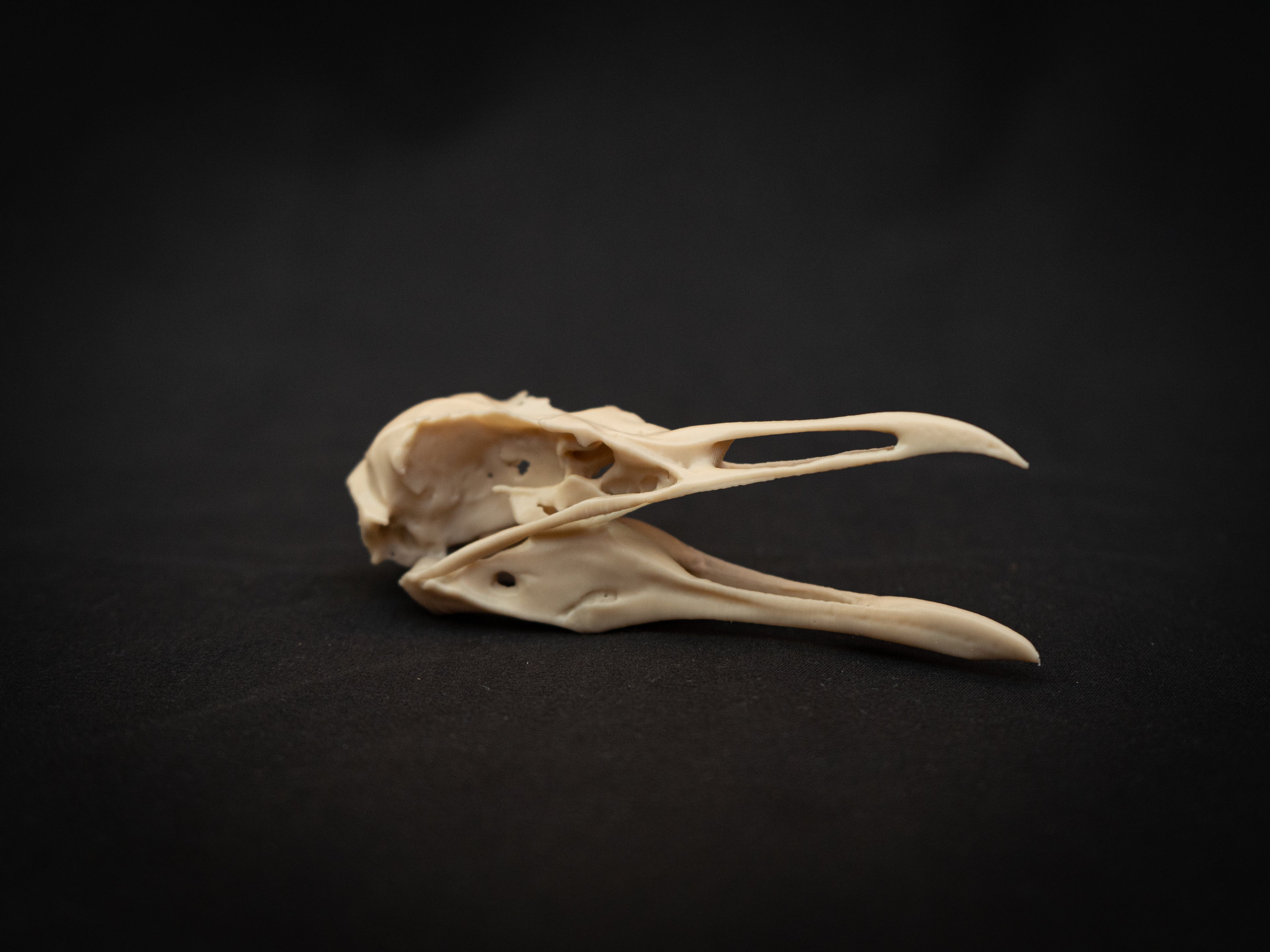 Life-Size Seagull Skull Replica – Realistic 3D Printed Bone Model