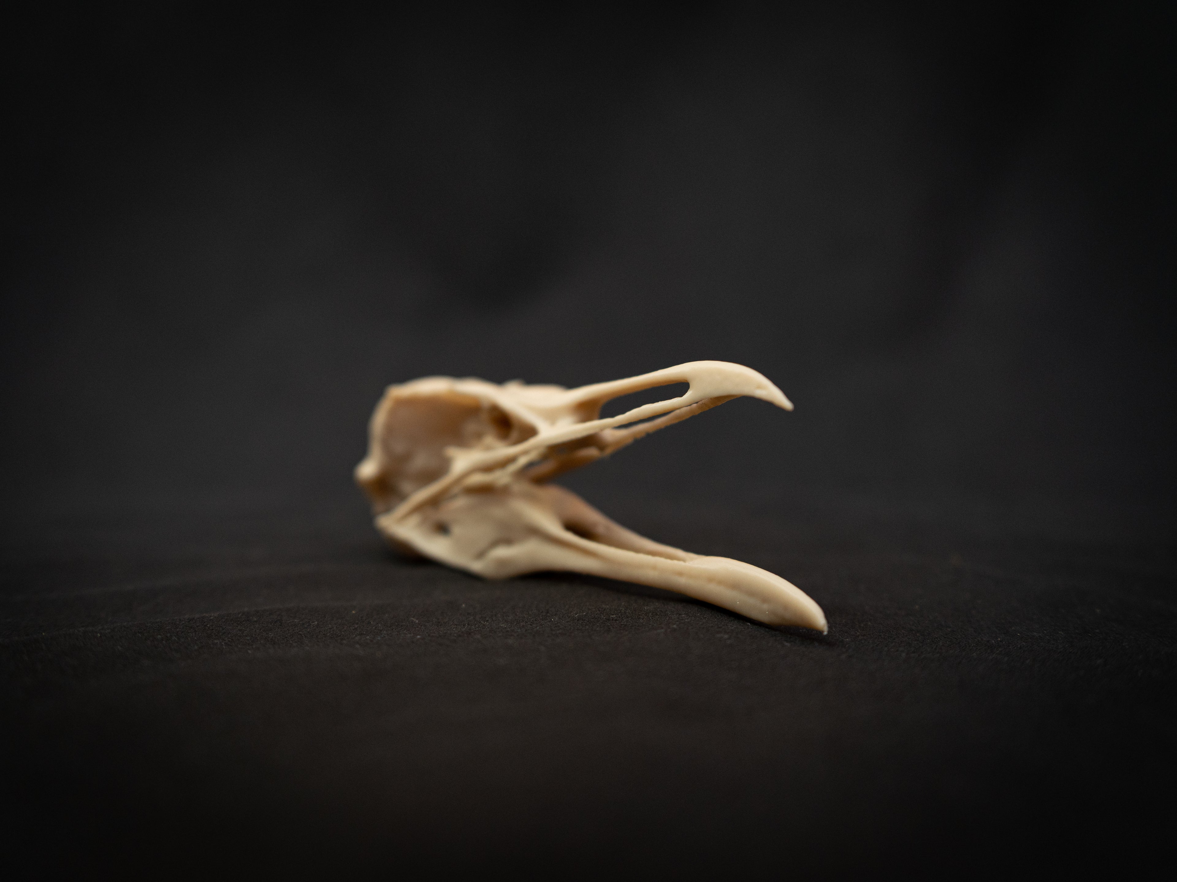 Life-Size Seagull Skull Replica – Realistic 3D Printed Bone Model