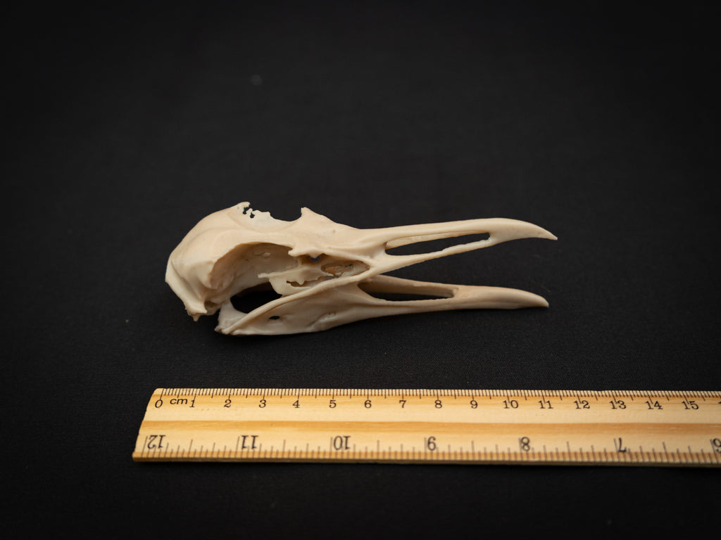 Life-Size Seagull Skull Replica – Realistic 3D Printed Bone Model