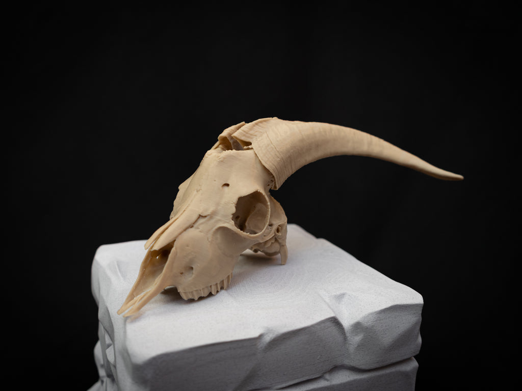 Scaled Down Goat Skull Replica – Realistic 3D Printed Bone Model Display