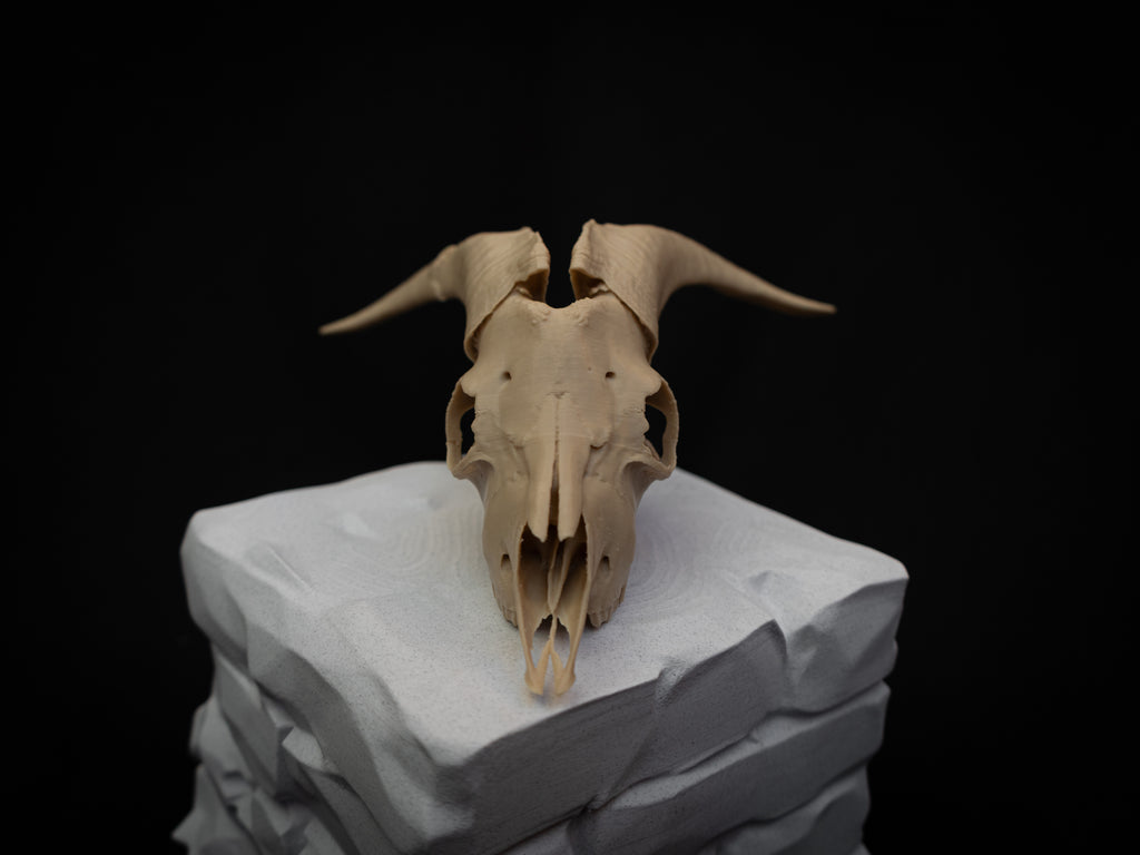 Scaled Down Goat Skull Replica – Realistic 3D Printed Bone Model Display