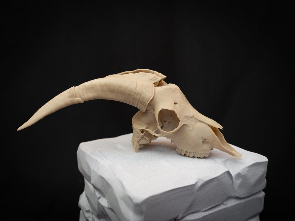 Scaled Down Goat Skull Replica – Realistic 3D Printed Bone Model Display