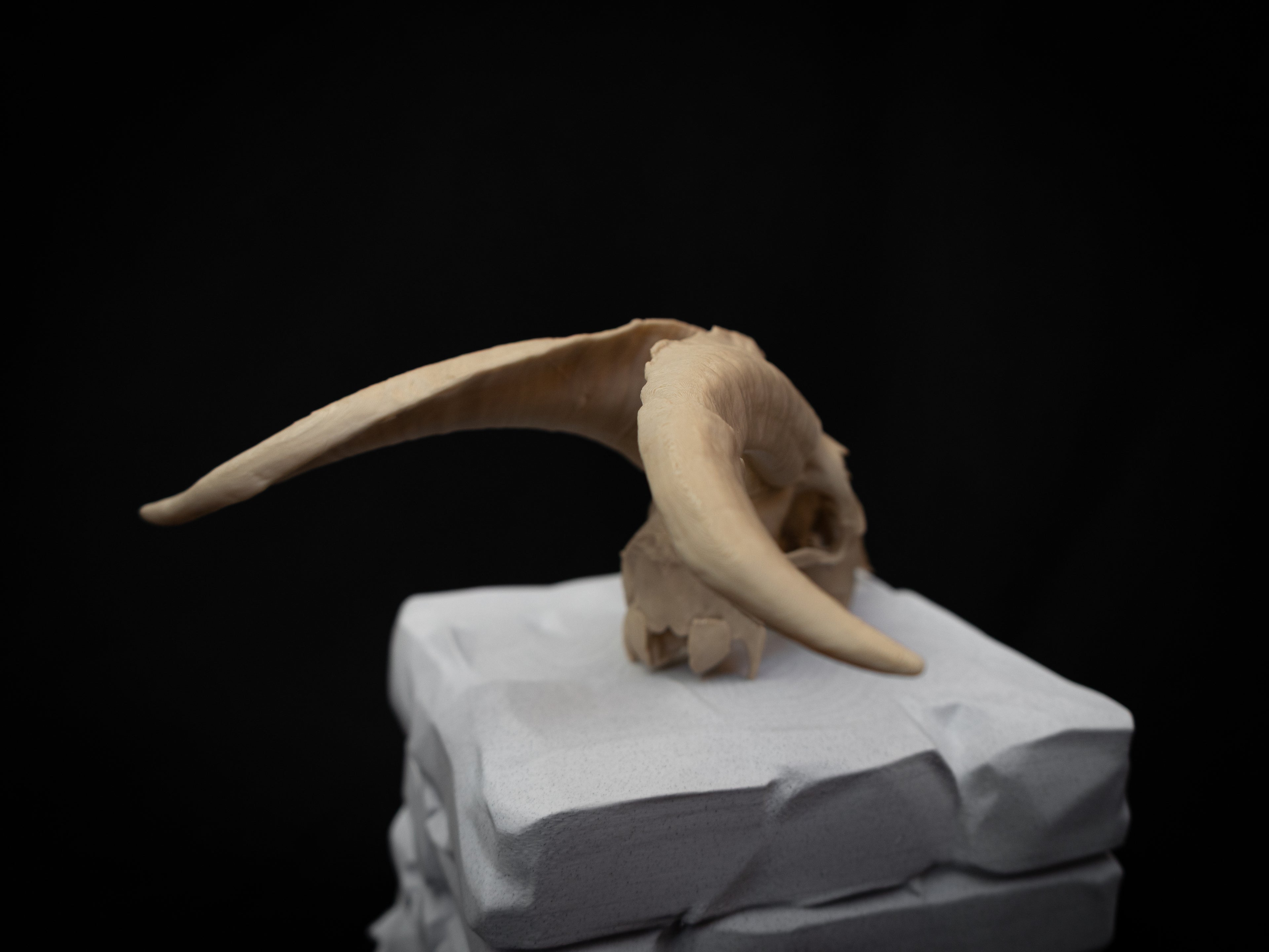 Scaled Down Goat Skull Replica – Realistic 3D Printed Bone Model Display