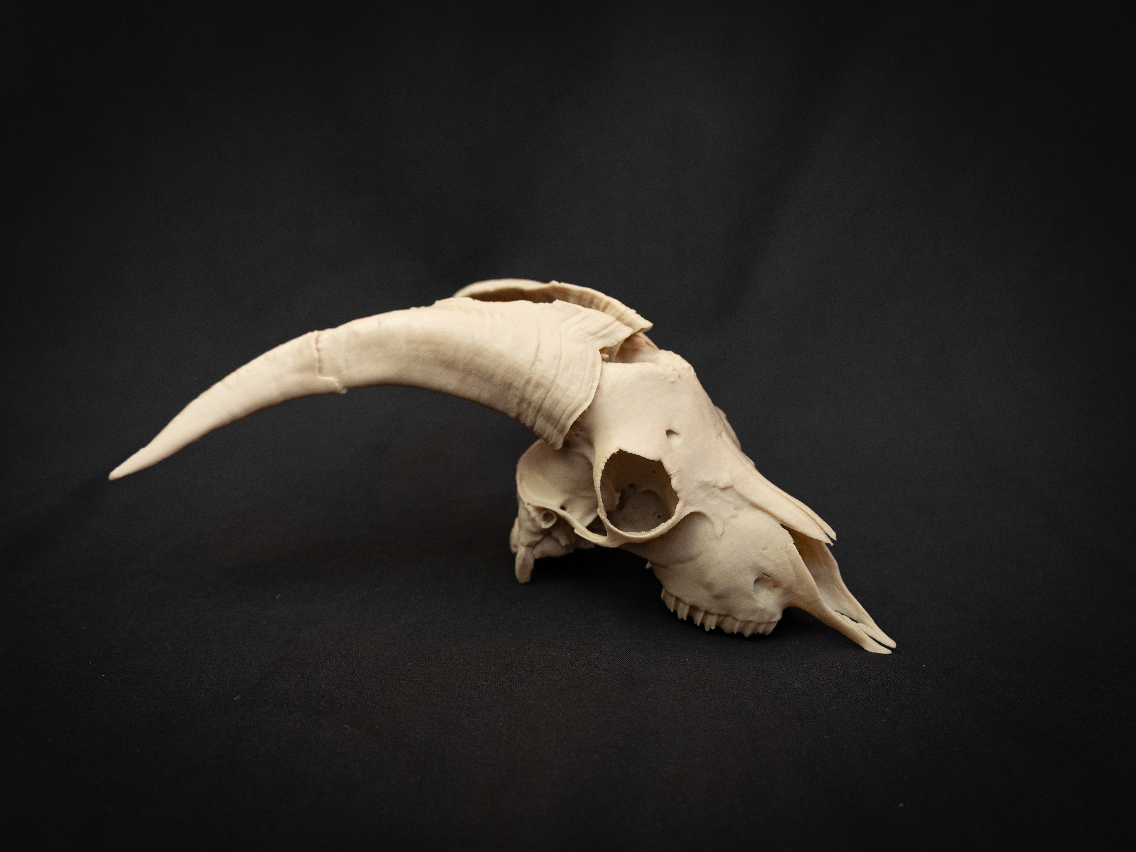 Scaled Down Goat Skull Replica – Realistic 3D Printed Bone Model Display